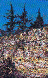 Resti delle mura di fortificazine